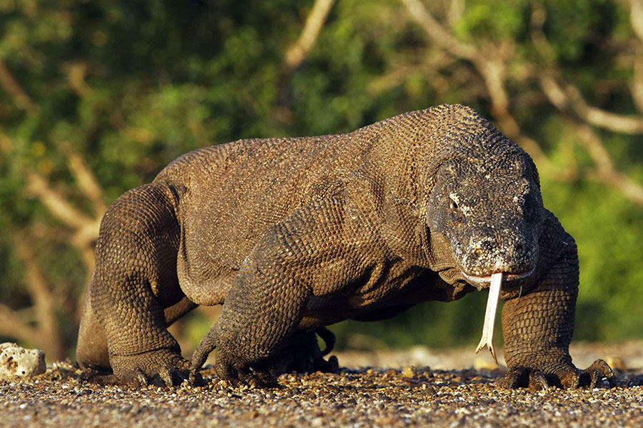 187-Komodo-island