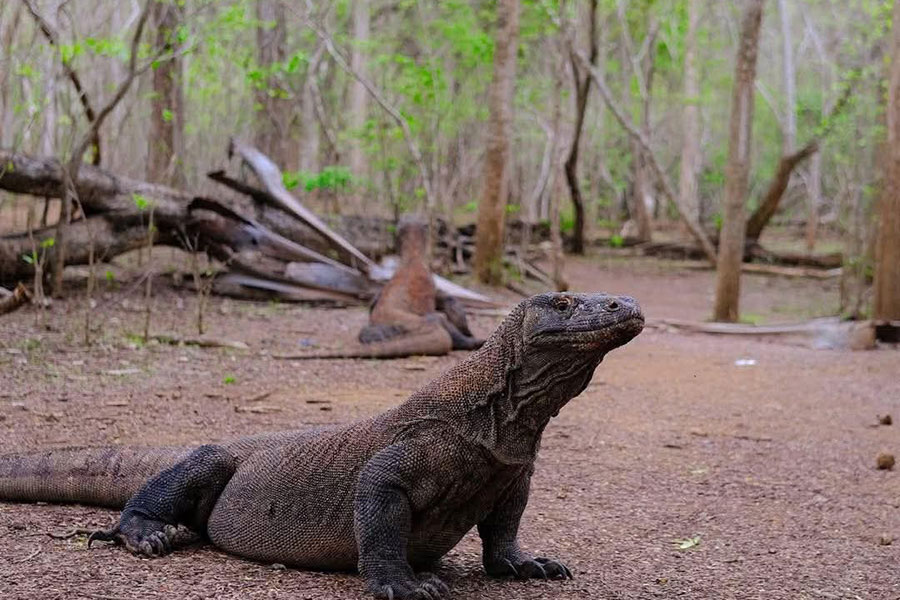 Bali-Komodo-Tours---02