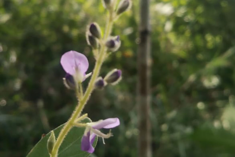 Bali-Komodo-Tours---33