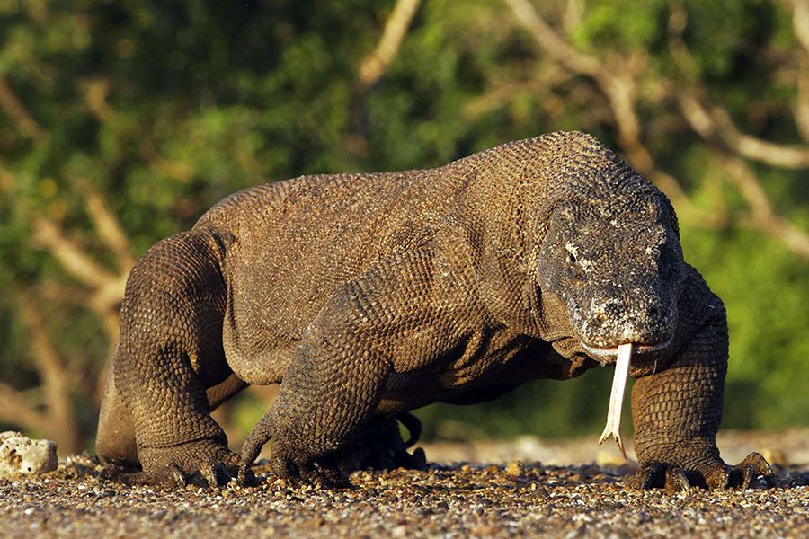 187-Komodo-island