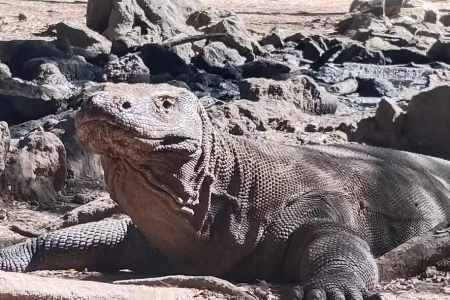 KOMODO DRAGON