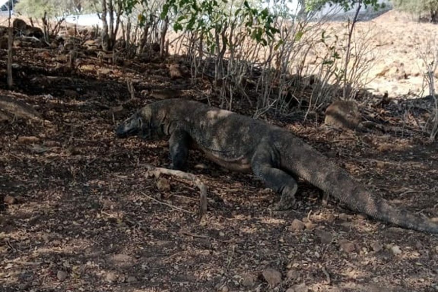 Flores Overland Komodo Tour