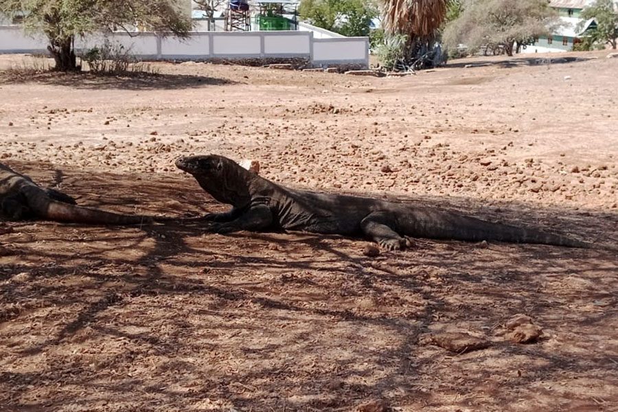 KOMODO DRAGON